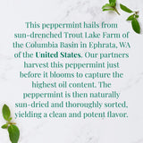 Republic of Tea Organic Peppermint