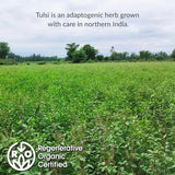 Republic of Tea Organic Tulsi