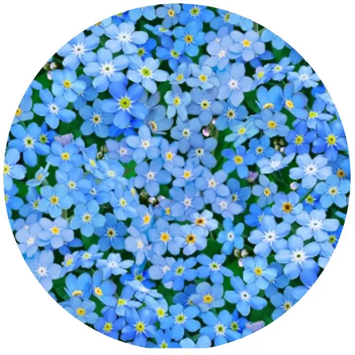 Andreas Jar Opener Forget Me Not